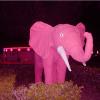 Elephant at the Diamond Inn